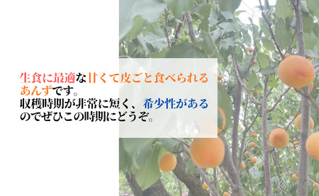 【2026年先行予約】生食用あんず  ハーコット (約500g×4パック) | あんず
