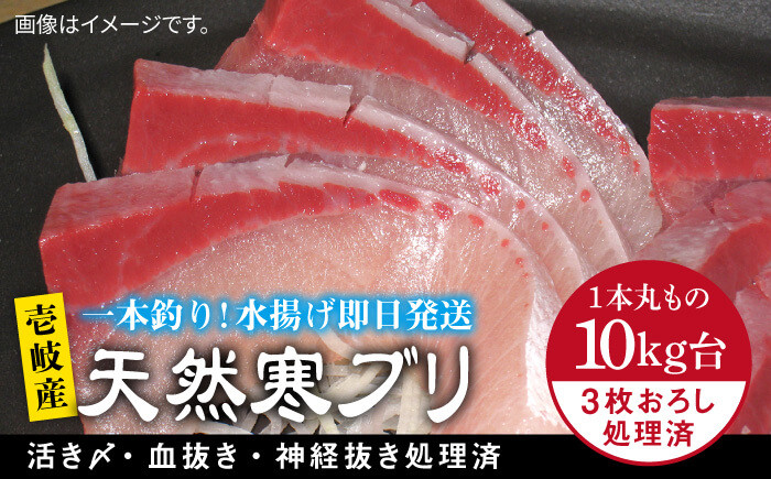 
            壱岐島産天然寒ブリ（10キロ台・3枚おろし） 《壱岐市》【壱岐島　玄海屋】[JBS031] ぶり 寒ぶり ブリ 魚 刺身 しゃぶしゃぶ 129000 129000円 
          