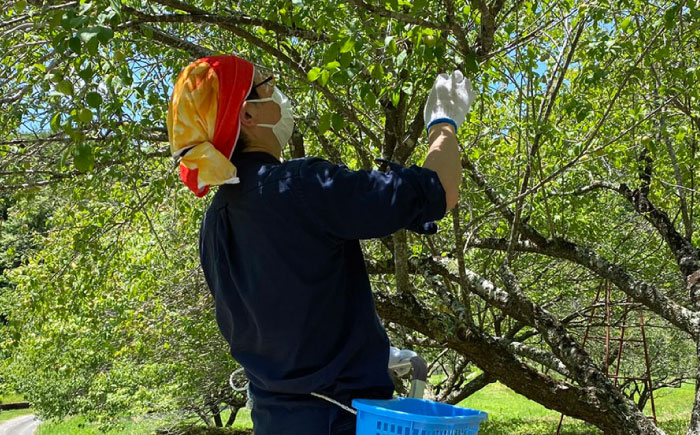 岐阜県産 不揃い 梅干し　計900g 180g×5袋 (天日干し・減塩・無添加) / 梅干し 天日干し 減塩 / 恵那市 / マルコ醸造 [AUCT007]