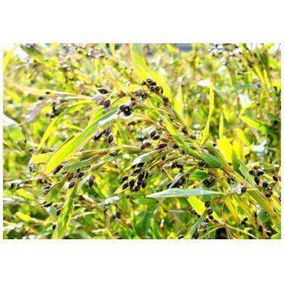 ふるさと納税 小矢部市 富山はとむぎ茶350ml×24本 |  | 01
