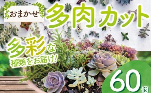 
            お任せ 多肉植物 カット 苗 60個 多肉 植物 季節 たにくしょくぶつ ショクブツ タニク 多種類 グリーン インテリア 自然 DIY  乙女心 群月花  月兎耳 アロマティカス ルビーネックレス ブロンズ姫 斑入りベビーサンローズ 食べ物以外 観葉植物 渡辺花園 神奈川 湘南 藤沢
          