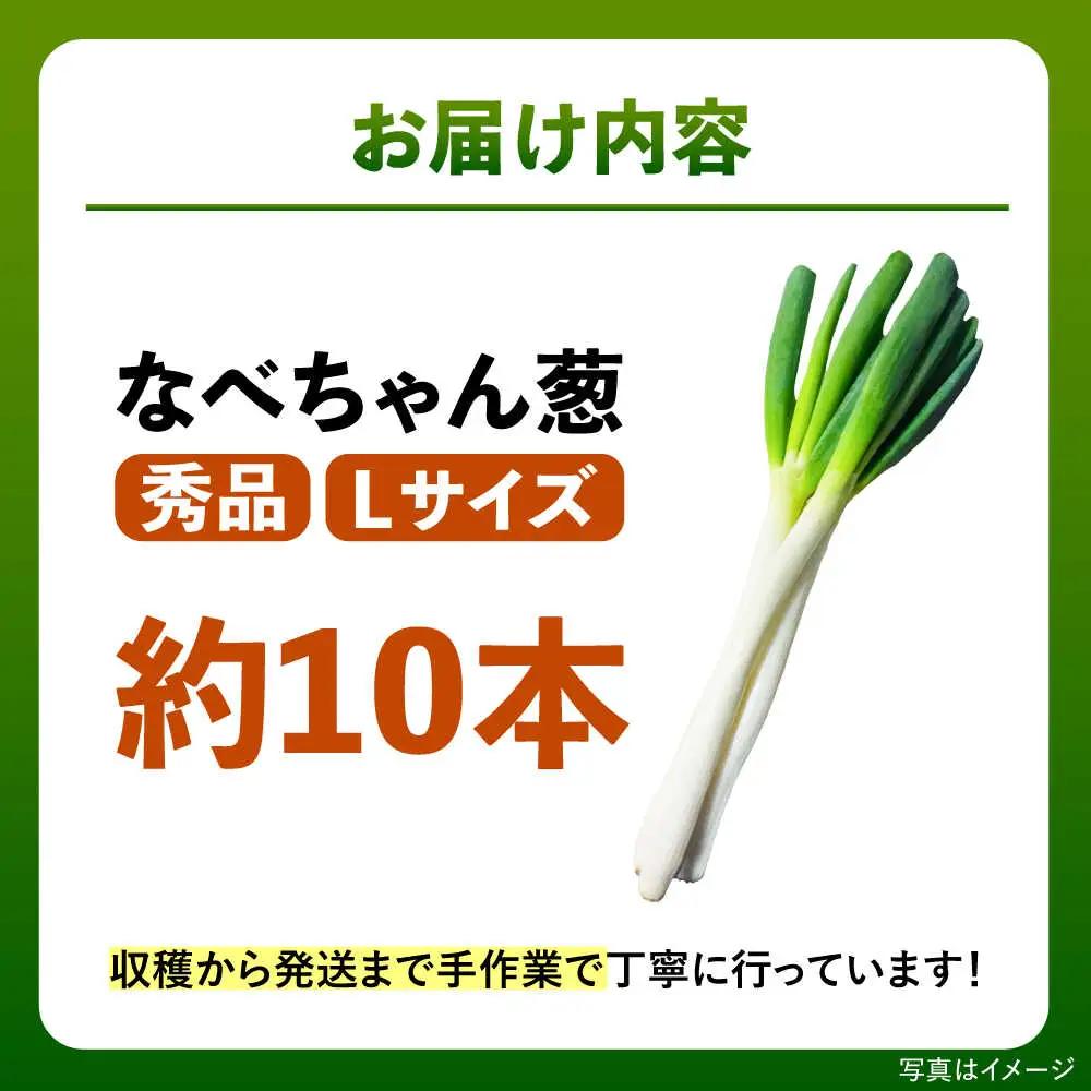 ねぎ【2026年11月発送開始】なべちゃん葱  Lサイズ2.5kg 約10本 [AICO003]