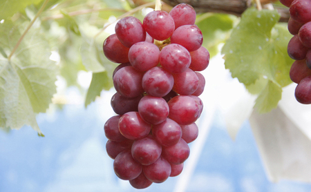 ぶどう 先行予約 長野市産 クイーンルージュ(R) シャインマスカット 2房 約1kg 詰め合わせ セット お楽しみ 食べ比べ 葡萄 ブドウ 果物 フルーツ デザート おやつ 信州 高糖度 高級品種 