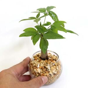 【観葉植物】土を使わないで清潔なミニ観葉植物 ゼオライト植え・ガラス鉢 丸形 2鉢セット（パキラ）｜観葉植物 インテリア 部屋 おしゃれ 福岡県筑前町 送料無料