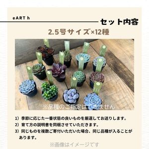 八ヶ岳育ち 多肉植物 eARThコレクション ラベル付き おまかせ詰合せ 2.5号 12鉢 インテリア多肉植物 おしゃれ多肉植物 ギフト多肉植物 高冷地多肉植物