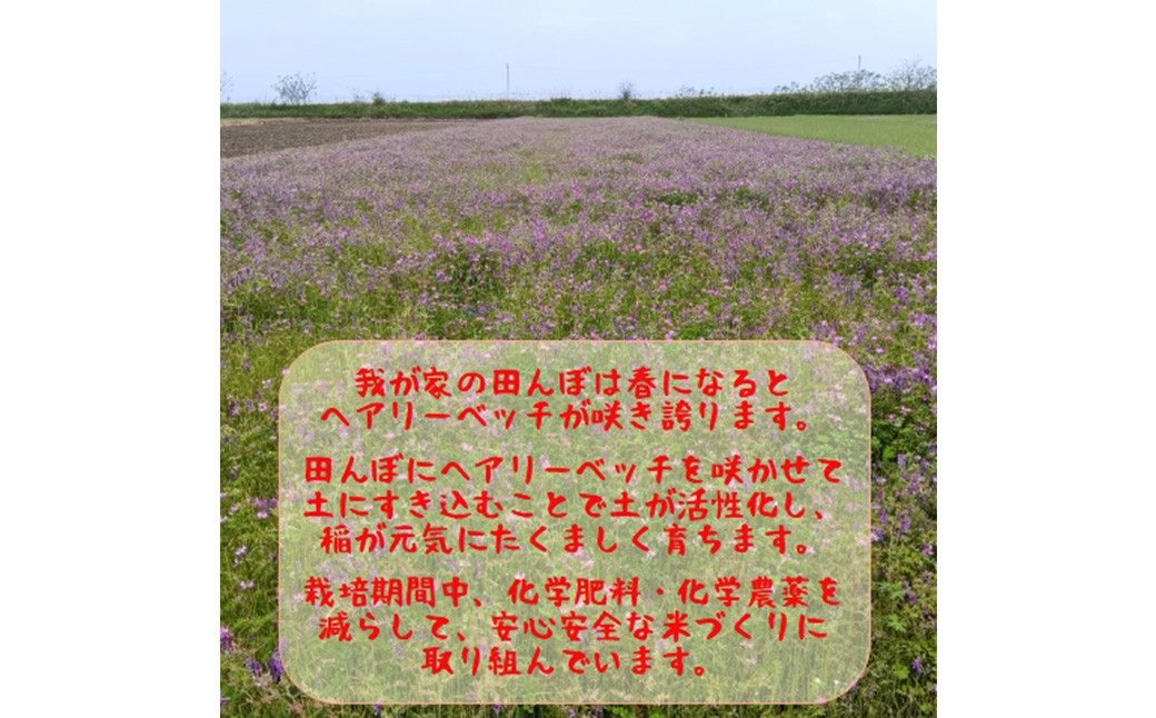 令和7年産熊本県益城町産単一原料米ヒノヒカリ5kg（5kg×1袋）