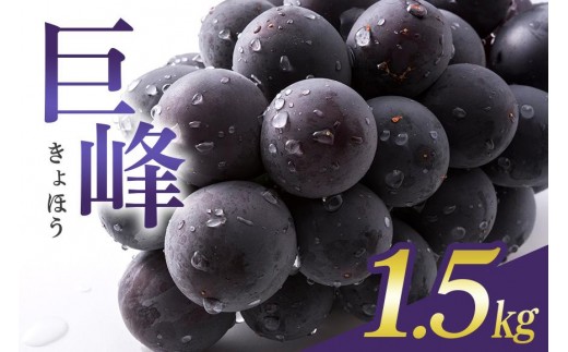 【 2026年 先行予約 】 巨峰 1.5kg ( 種あり ) 石田ぶどう園 4房 ～ 7房 国産 ぶどう ブドウ 果物 くだもの 葡萄 フルーツ 1.5キロ 9月 10月 発送 秋 旬 品種 茨城県産 産地直送 産直 農家直送 冷蔵 茨城県 石岡市 (A02-001)