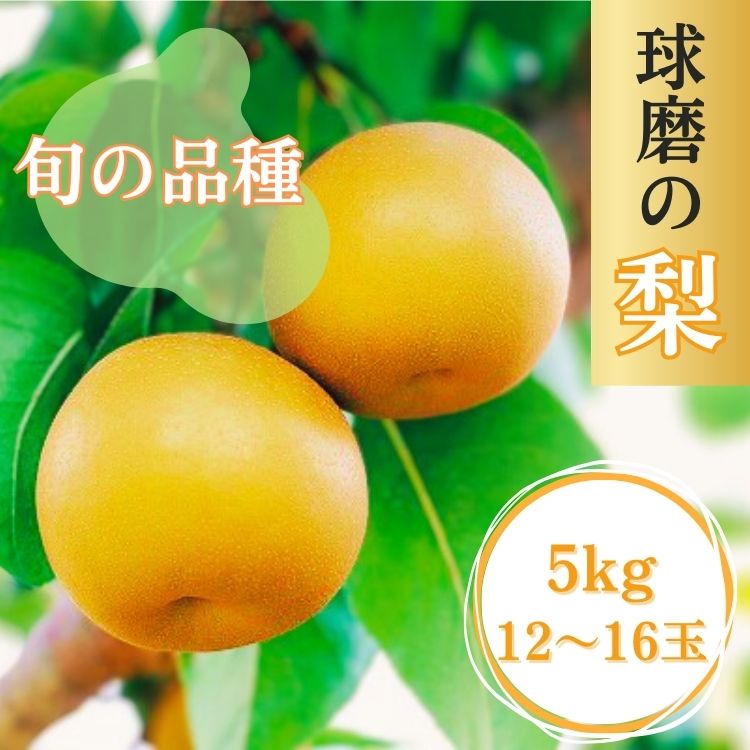 球磨の梨 旬な品種 5kg(12玉～16玉)お届け時期：2025年9月上旬〜10月上旬