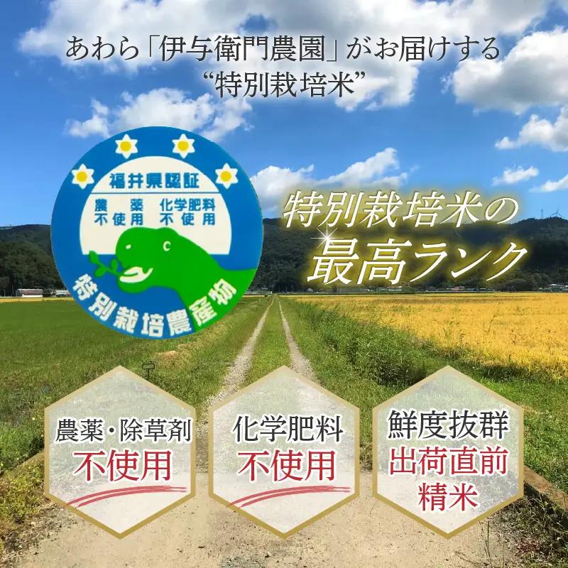 【先行予約】【令和8年産 新米】《定期便12回》伊与衛門農園のコシヒカリ 精米 5kg （計60kg）特別栽培米 化学肥料不使用 ＜温度と湿度を常時管理し新鮮米を出荷！＞／ 高品質 鮮度抜群 福井県あ