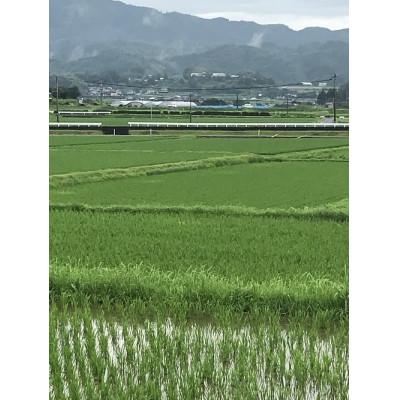 ふるさと納税 山鹿市 令和7年産　　山鹿のお米ひのひかり5kg×2 |  | 01