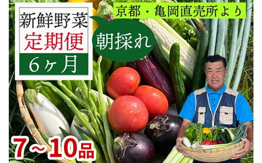 
野菜 定期便 直送 6回 朝採れ 7～10品目 京都丹波 亀岡 佐伯の里 訳あり生活応援 家計応援
