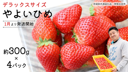 「食べチョクいちごグランプリ2026」味わい部門「ザ・ジューシー賞」受賞 やよいひめ ( 4パック ) 特大 デラックス サイズ 【 2026年1月から発送開始 】 ( 茨城県共通返礼品 : 常陸太田市 ) 約 300g × 4 パック
