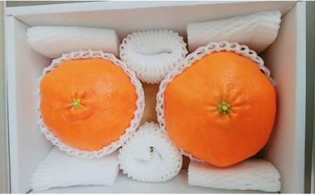 【2月中旬から発送】 希望の島 ジャンボ甘平 特大（6L以上） 約1kg（2玉） 化粧箱入  ( 柑橘 みかん 甘平 カンペイ  みかん 甘平 カンペイ 柑橘 中島 みかん 甘平 カンペイ 柑橘 みか