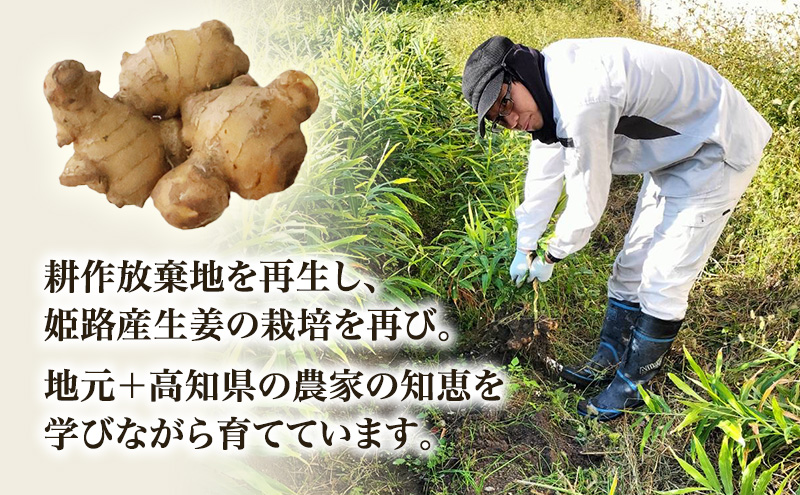 自然栽培で育てた甘くて瑞々しい姫路産新しょうが1.5kg 生姜 国産 栽培期間中 農薬 不使用 ショウガ 産地直送 農産物品評会 受賞
