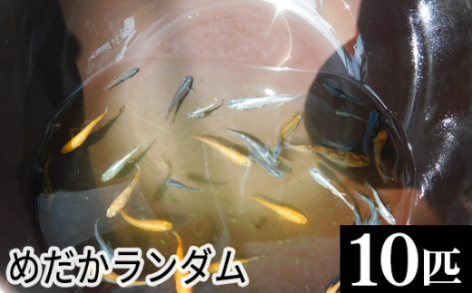 めだかランダム  [No.199] ／ めだか ランダム 10匹 水槽 観賞魚 小型魚 熱帯魚 水生生物 アクアリウム 飼育 餌付け 繁殖 色柄 水槽セット 観賞用 埼玉県