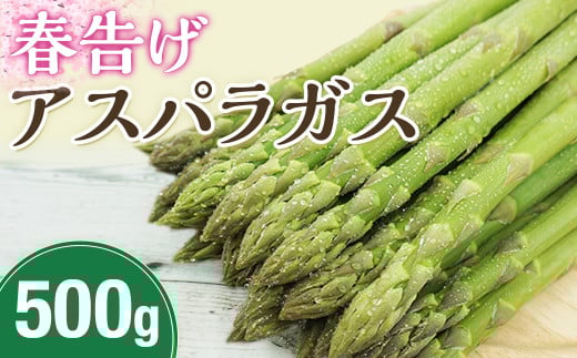 【2026年発送先行予約】春告げアスパラガス 約500ｇ（12～15本入り）※2026年4月発送予定※