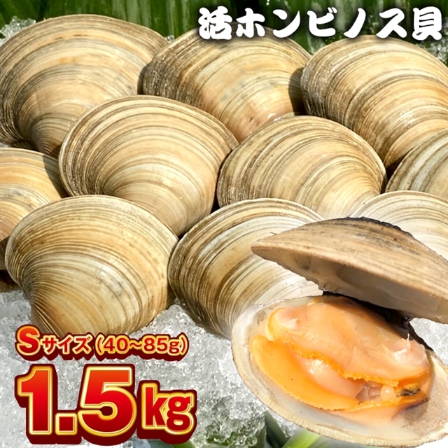 BK-6Sf 漁師直送！活ホンビノス貝1.5kg（Sサイズ）