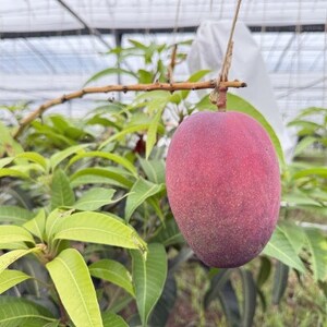 【2026年7月から順次発送・化粧箱】中城果樹園の完熟マンゴー 秀品2.0kg(4～6玉)【配送不可地域：離島】【1673414】