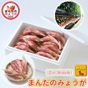 【ふるさと納税】まんだのみょうが　特秀品　1kg　 野菜 茗荷 みょうが 薬味 漬物 シャキシャキ食感 適度な辛み ハウス栽培 　お届け：2024年2月1日～8月15日