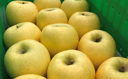 ご自宅用　完熟シナノゴールド 7-10個入り 果物 りんご フルーツ デザート 食後 長野りんご 信州りんご ジューシー 生産者直送 