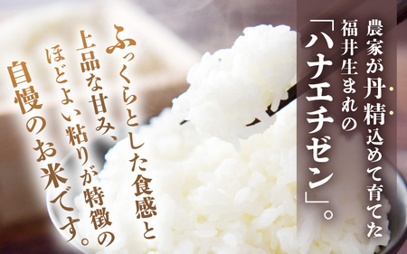 定期便 ≪3ヶ月連続お届け≫ 【令和8年産】坂井市産 ハナエチゼン 5kg × 3回 (計15kg) 【白米】 米 コメ お米 華越前 [B-10204_01]