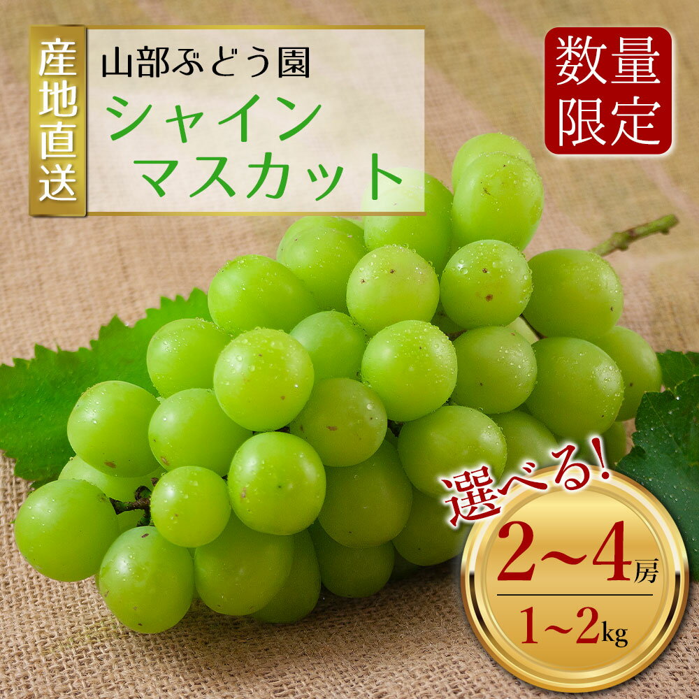 【ふるさと納税】【予約】 シャインマスカット 山部ぶどう園 1kg 1.5kg 2kg 2房 2~3房 3~4房 希少 ぶどう 新鮮 期間限定 皮ごと ブドウお取り寄せ おやつ 美味しい ジューシー みずみずしい 甘い サクサク 高級 豪華 熊本県阿蘇市