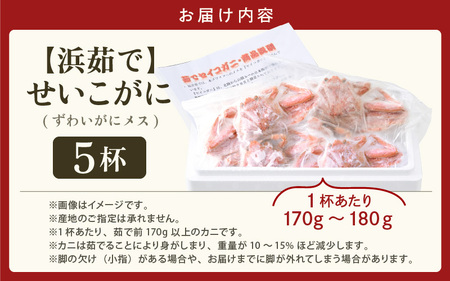 【先行予約】天然 せいこがに × 5杯 (1杯約170g) 茹でたその日に発送！ 【2026年11月中旬以降順次発送予定】[m17-x009_11]