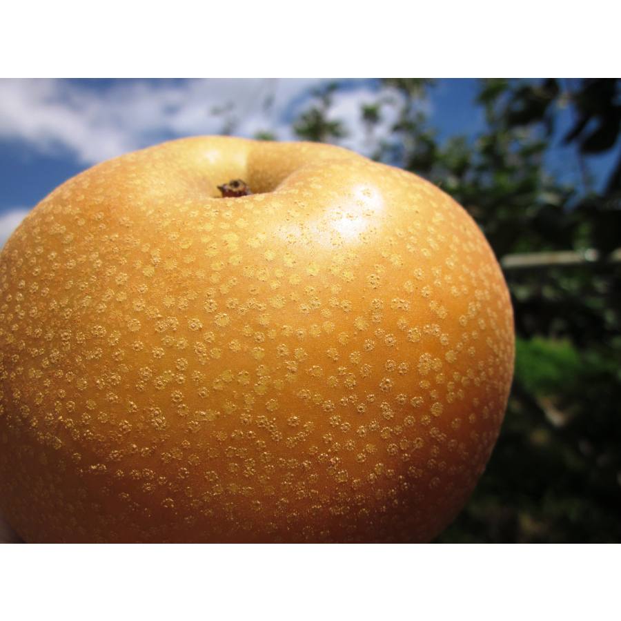 ＜ふれあいプラザ須金＞「豊水」2.5kg（4～7個）
