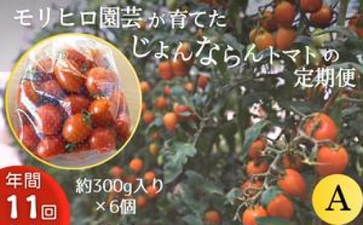 
モリヒロ園芸が育てたじょんならんトマトの定期便A 約300g×6個入り（年間11回）
