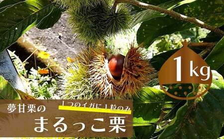 【ふるさと納税】＜まるっこ栗 秀品 夢甘栗 （約1kg）＞生栗 くり 和栗 国産 クリ【冷蔵】先行受付 おすすめ 旬 高知県 佐川町 仁淀川流域夢甘栗生産者組合 くり蔵 1つのイガに1粒のみ 希少　＜2026年10月中旬以降（予定）発送＞
