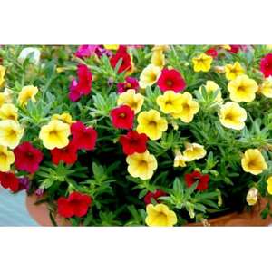 早春を飾る花苗セット【4月発送】　12ポット【配送不可地域：離島・北海道・沖縄県】【1625243】