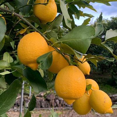 ふるさと納税 湯浅町 【先行受付2027年1月中旬より順次発送】　和歌山県産　レモン　1kg　サイズ混合