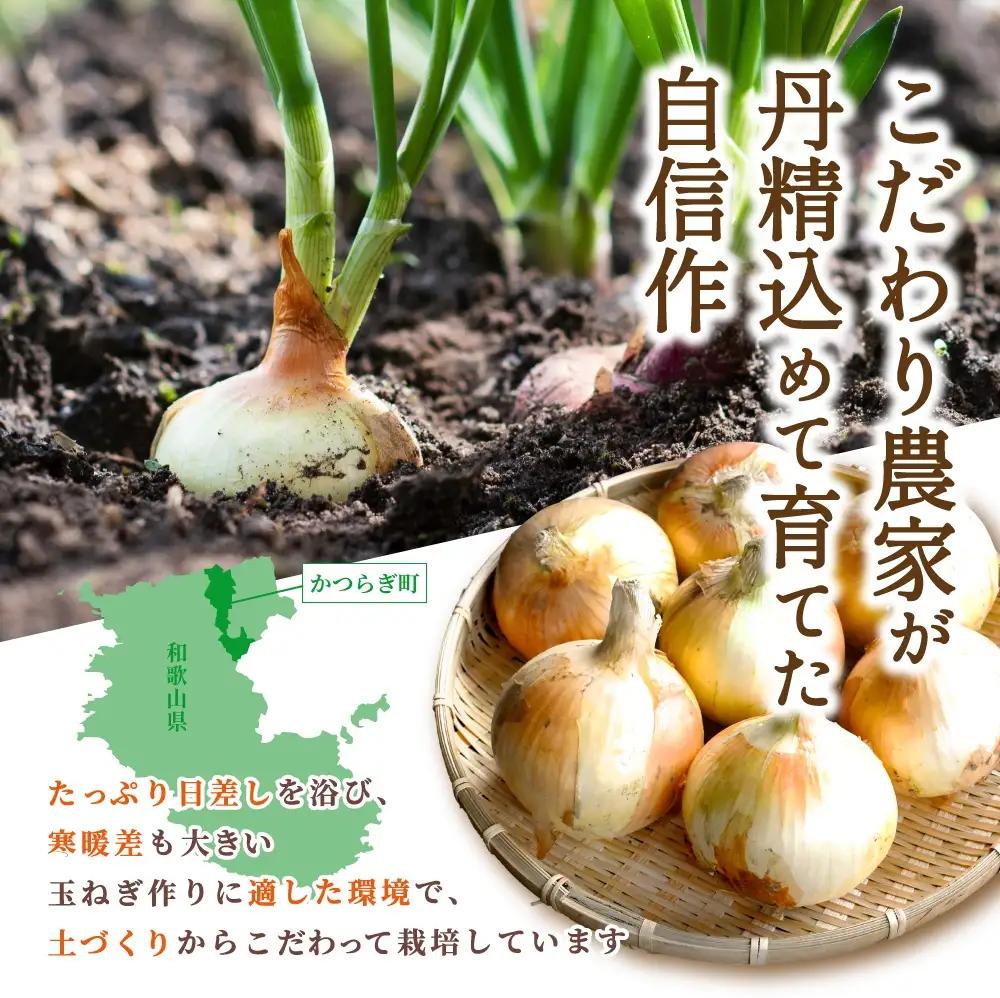 玉ねぎ 和歌山県産 新玉ねぎ 約10kg Lサイズ 約25個入り【kgr033】