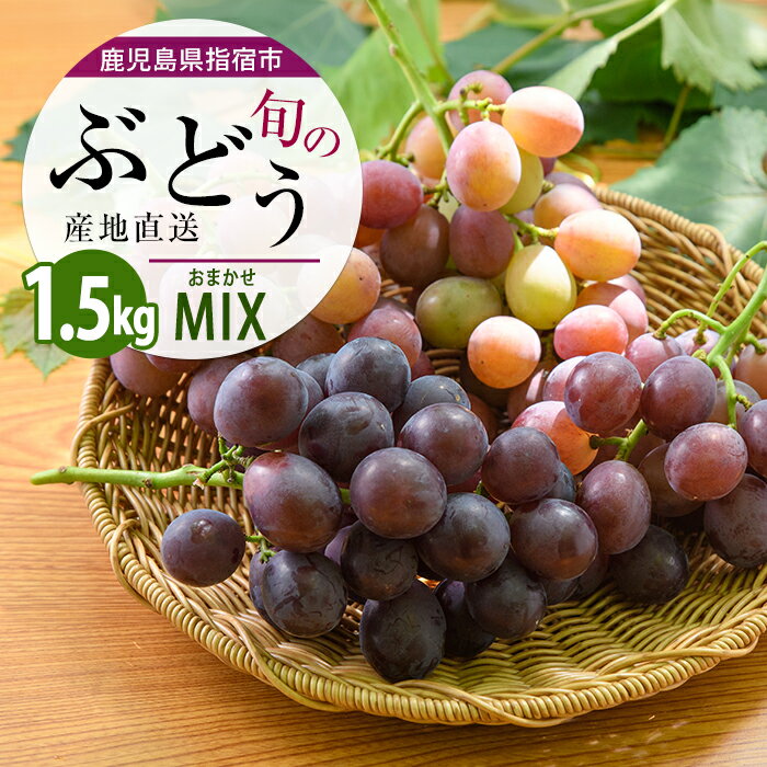 【ふるさと納税】【2026年7月上旬～順次発送】＜期間限定＞迫田果樹園のぶどう 指宿産ぶどうのおまかせミックスセット(3～4房・約1.5kg) ブドウ 葡萄 フルーツ 果物 竜宝 藤稔 クイーンニーナ 安芸クイーン あづましずく【迫田果樹園】