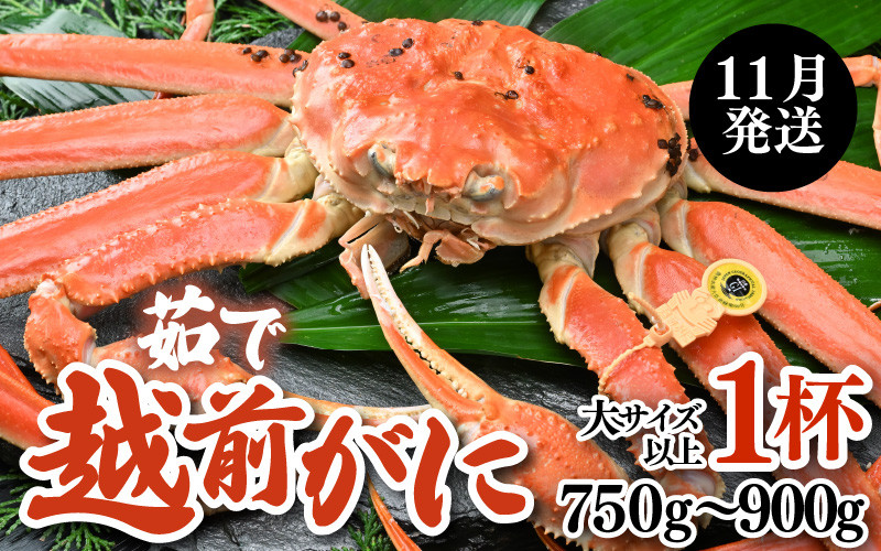 
            【先行予約】【11月発送限定】茹で越前がに 1杯 750g～900g（大サイズ以上）《新鮮！茹でたてを発送》／ 高級 福井 ブランド ズワイガニ 黄色タグ ボイル 冷蔵 蟹 カニ 期間限定 【最終受付11月25日まで】※2025年11月解禁日～2025年11月下旬に発送予定 [aw002-x003_11]
          