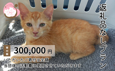 保護猫活動応援 返礼品なし お礼状送付 保護猫活動応援【300,000円】