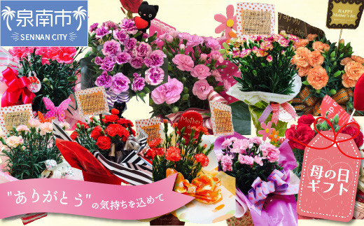 
            【母の日ギフト】お母さんへのプレゼントに！カーネーション（鉢花）【配送不可地域：北海道・東北・九州・沖縄・離島】【009D-054】
          