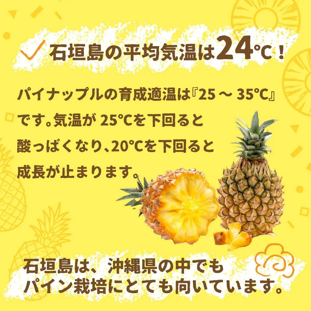 石垣パイン 3個セット ボゴール種 ＜2027年4月初旬～5月中旬発送予定＞