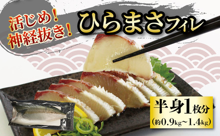 【10月上旬から発送】活じめ！神経抜き！ひらまさフィレ半身1枚（約0.9～1.3㎏） |  刺身 さしみ お刺身  刺身 さしみ お刺身  刺身 さしみ お刺身 魚介 海の幸 冷蔵 ひらまさ ヒラマサ 愛媛県 松山市【KHN0101】
