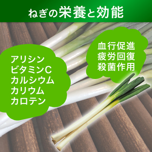 京都府産 一休ねぎ 2kg 白ネギ 白葱 葱 【 ねぎ 】