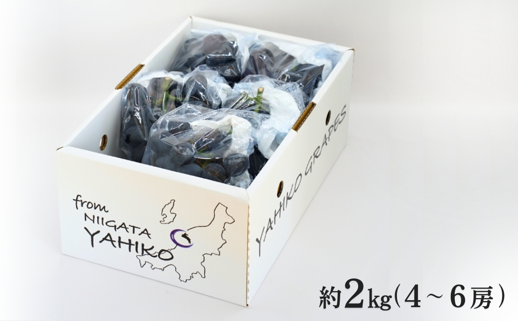 《先行予約》 ぶどう 稀少!数量限定「高尾」黒系ぶどう 約2kg 種無し 種が無い 皮ごと食べられる 希少品種 数量限定 2キロ 葡萄 ブドウ 黒ぶどう 種なし レア 果物 フルーツ 肉厚 甘い 濃厚