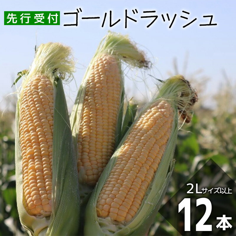 【ふるさと納税】＜先行受付：6月上旬以降出荷予定＞吉田さんちのトウモロコシ（ゴールドラッシュ）2L以上12本入り　【11218-0433】　# とうもろこし ゴールドラッシュ 深谷 深谷市