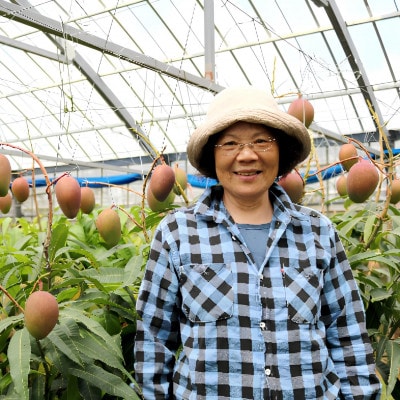 【2026年7月から順次発送・家庭用】内間マンゴー園のアーウィンマンゴー2kg(4～6玉)【配送不可地域：離島】