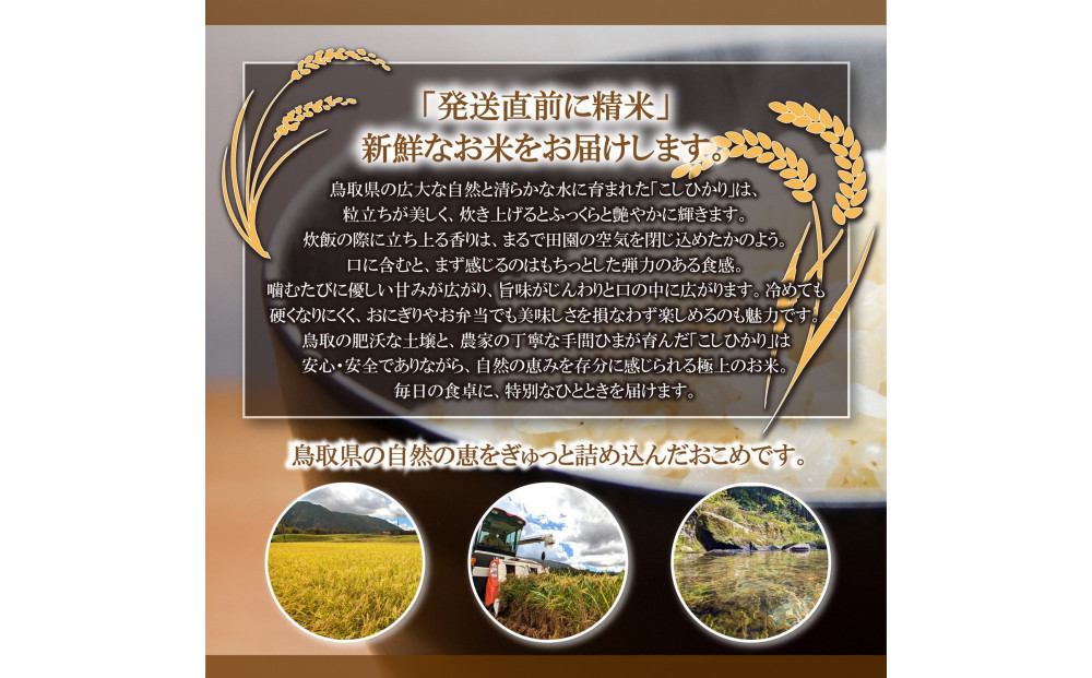 令和7年 鳥取県産 山崎農園こしひかり無洗米10kg