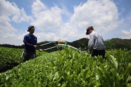 丹波有機パウダー茶 粉末茶 50g×3袋 〈丹波市産〉 緑茶 粉末