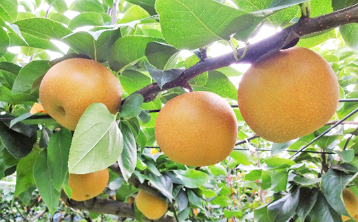 市川産　梨　あきづき　3kg　【12203-0463】 なし ナシ 市川のなし 果物 くだもの フルーツ 市川市 ヤマニ果樹農園