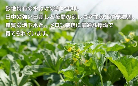 【令和6年産】菅原農園の庄内砂丘メロン約5kg（3玉～5玉）【7月下旬～8月上旬】 A16-602