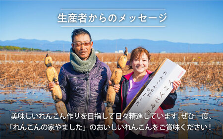 先行予約 2027年1月～発送 【3回定期便】 れんこん 2kg×3回（計6kg） / れんこん [IAW005]