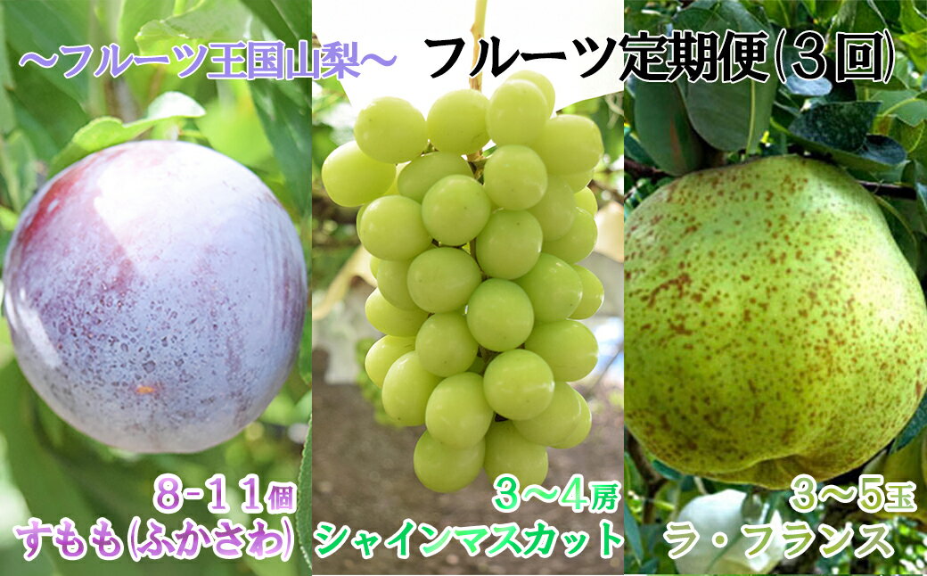 【ふるさと納税】【2026年発送分】【フルーツ定期便】シャインマスカット 約2kg (3～4房)＆【糖度16度以上】すもも『ふかさわ』約1.3〜1.5kg（8〜11個）＆ラ・フランス 約1.5kg（3～5玉）　ぶどう 葡萄 李 スモモ 洋なし 洋梨 果物 くだもの 山梨 やまなし 富士川町
