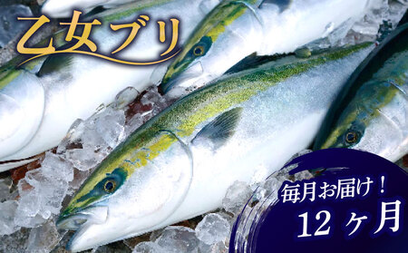 ブリ定期便12ヶ月 小島水産 乙女ブリ 新鮮ブリ ブリ 鰤 鰤しゃぶ 鰤刺し